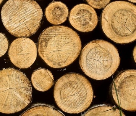 “Fuori le biomasse legnose dal target rinnovabili”, appello alla Corte di Giustizia Ue