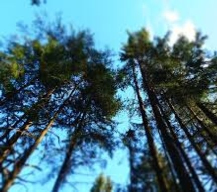 Boschi e alberi nelle zone urbane, Bussone (Uncem): 'Gestire bene 1 milione di ettari di foreste in Piemonte'