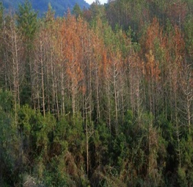 PSR Regione Liguria: 23,91 milioni al sostegno del settore forestale