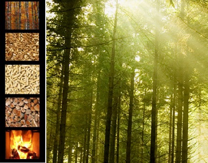 Lombardia: Assessore Terzi: 'Utilizzo biomasse sì ma in maniera intelligente