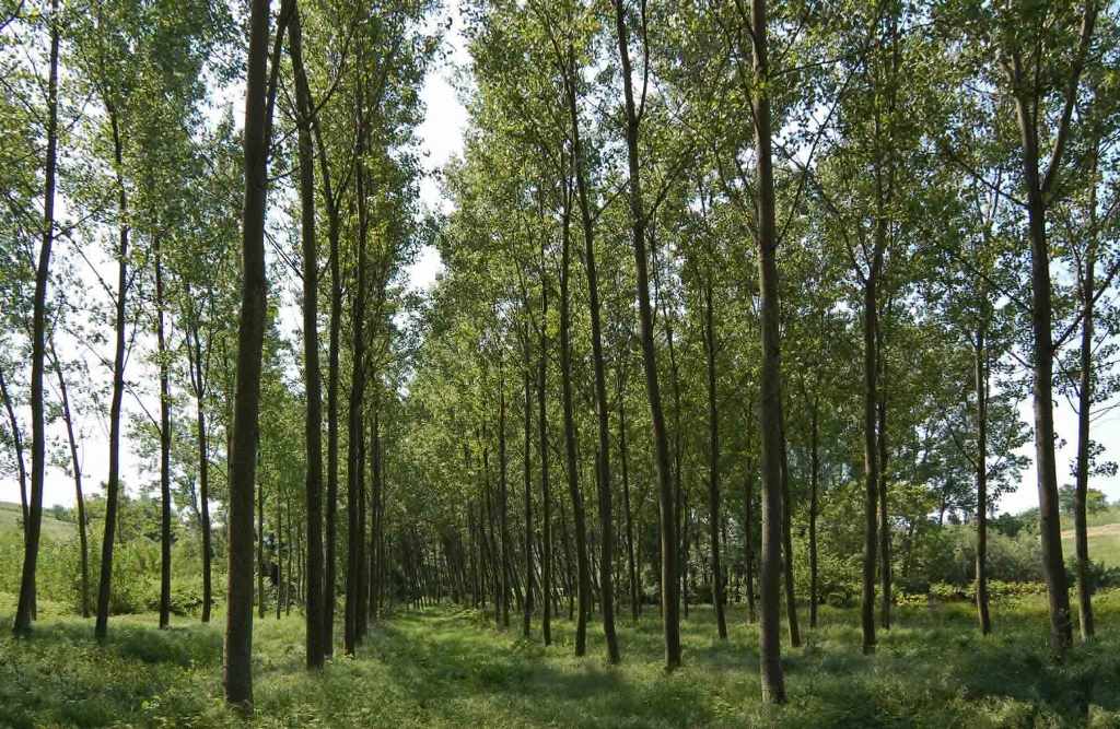 Regione Calabria: Contributi per interventi in tecnologie forestali
